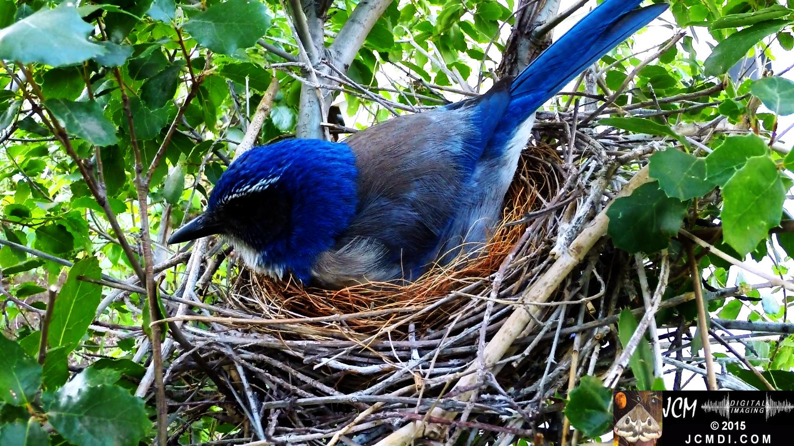 Scrub Jay nest and activity GoPro Hero3+ Black 3-3132015 Santa Clarita JCMDI.COM
